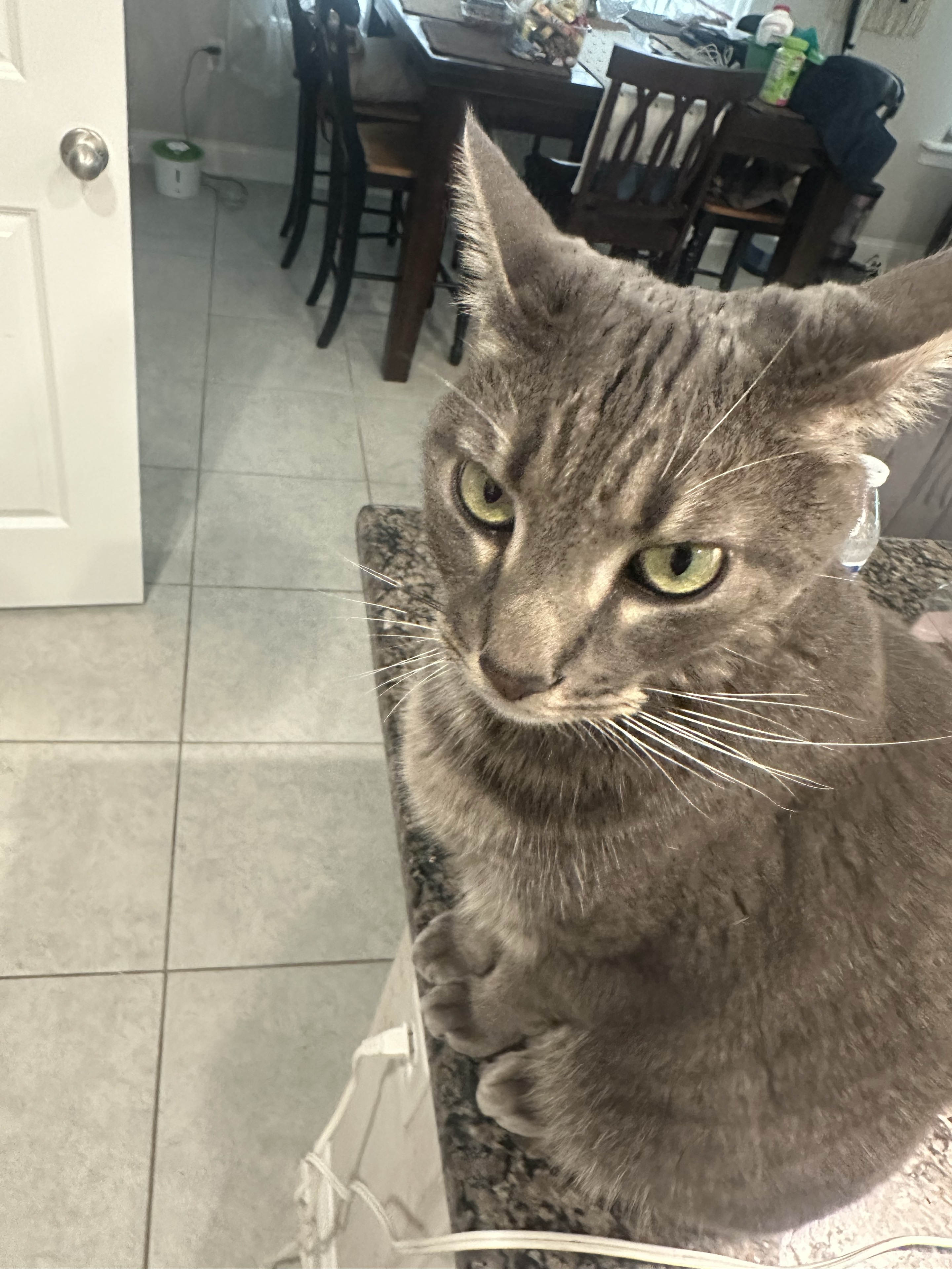 A gray cat with green eyes looking at the camera